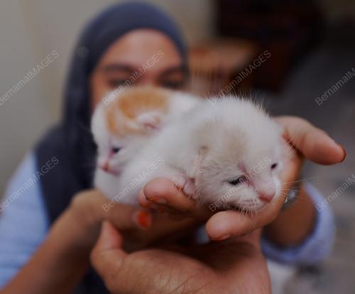 PK02_13022017_KUCING