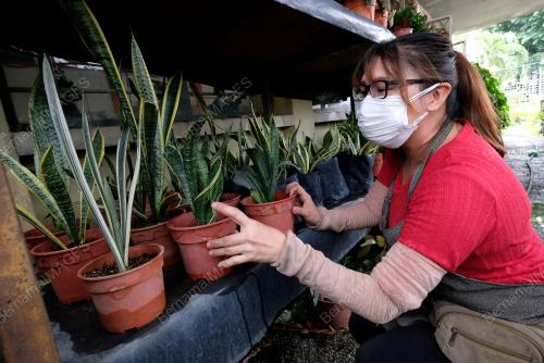 POKOK LIDAH JIN VIRAL