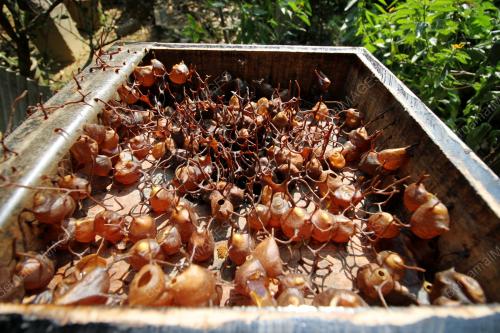 PK02_14062017_MADU_KELULUT