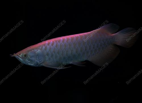 AROWANA