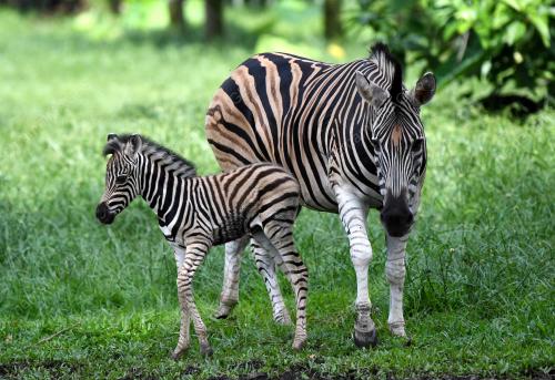PK02_14112018_ZEBRA