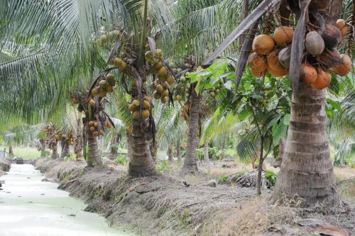 PK02_14122014_KELAPA