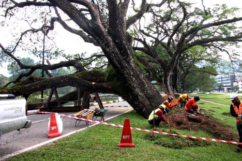 PK02_18102018_POKOK_TUMBANG
