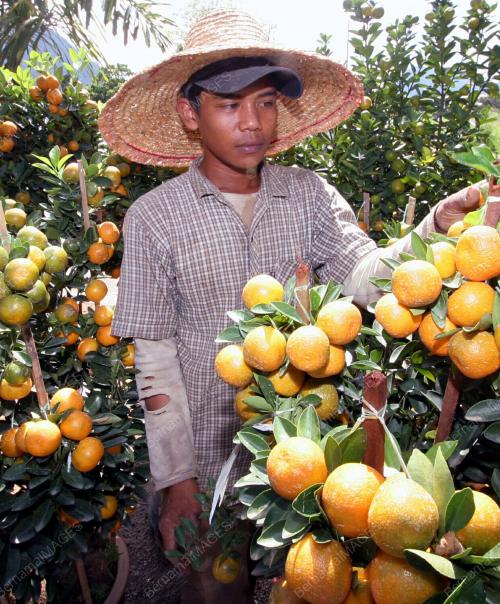 POKOK LIMAU PERAYAAN