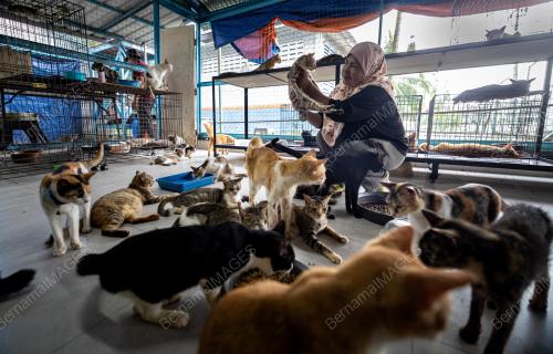 AKTIVIS_KUCING