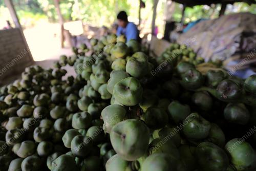 BUAH KANTOR