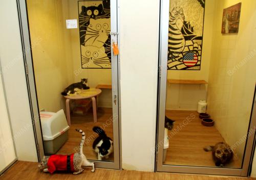 PK02_20062018_KUCING