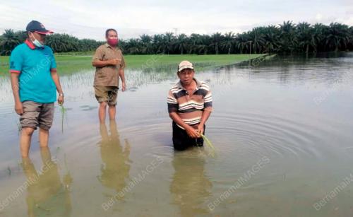 PETANI
