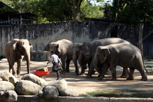PK02_23012019_GAJAH