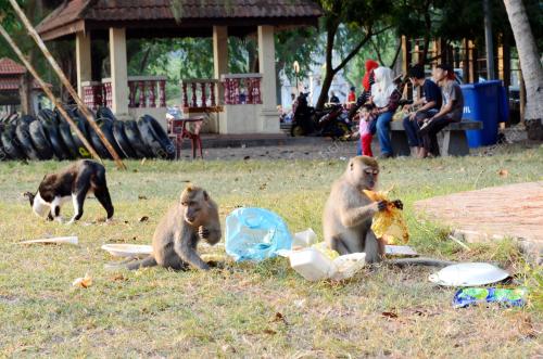 PK02_23032015_MONYET