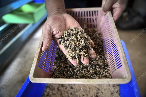 SEKTOR PENTERNAKAN BERI PELUANG PENDUDUK DI SLIM TAMBAH PENDAPATAN