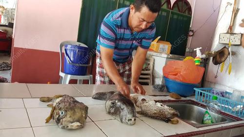 PK02_24072016_IKAN_BUNTAL