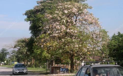 BUNGA SAKURA