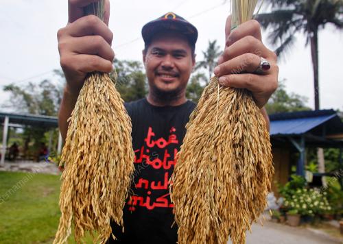 PENANAMAN PADI DI DALAM TONG CAT