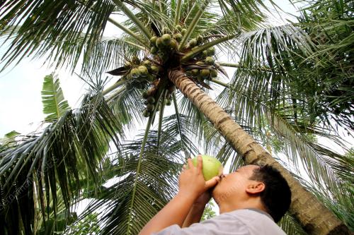 PK02_30032016_KELAPA