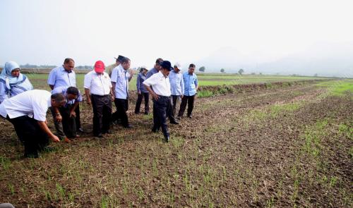 PK02_30042016_SAWAH