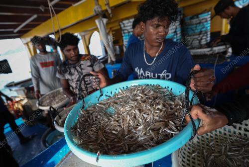 IKAN BILIS MATA BIRU