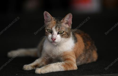 TINJAUAN KUCING JALANAN KETIKA PKP