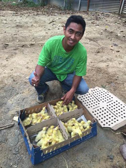 PK03_04052016_TERNAKAN_ITIK