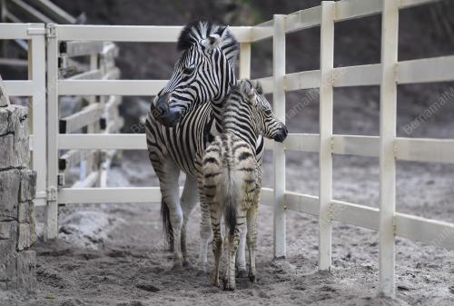 PK03_06102018_ZEBRA