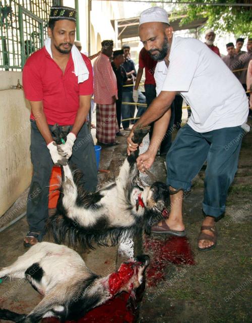 KORBAN KAMBING