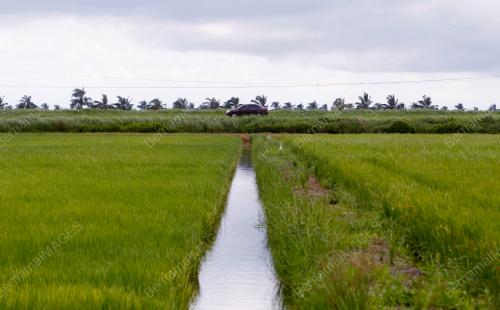 SAWAH BANTUAN