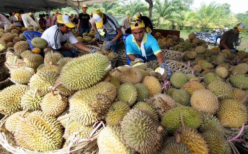 PESTA JOM MAKAN DURIAN