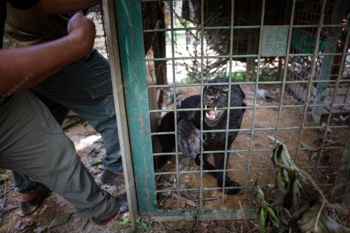 HARIMAU KUMBANG