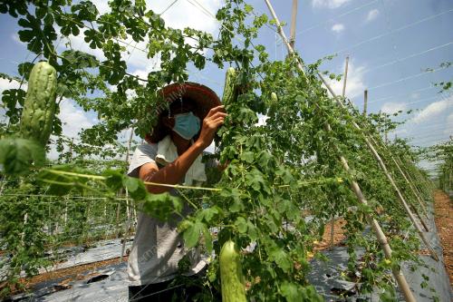 PETANI MENGURUSKAN LADANG