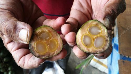 PK03_12062018_BUAH_KABUNG
