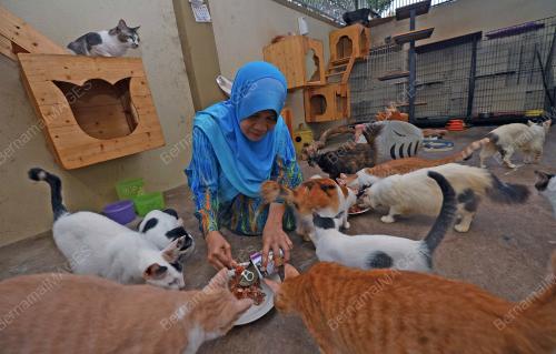 PK03_13022017_KUCING