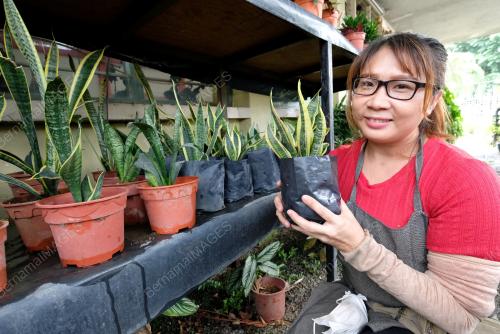 POKOK LIDAH JIN VIRAL