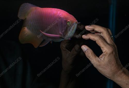 AROWANA