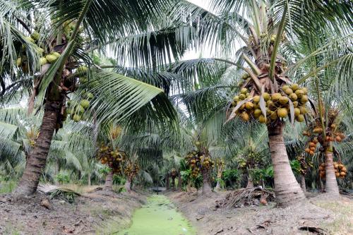 PK03_14122014_KELAPA