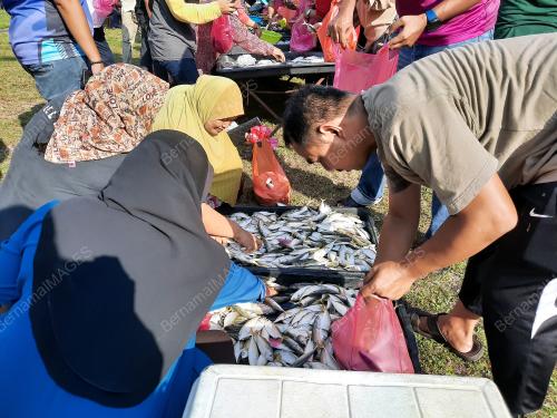 IKAN KEMBUNG MURAH
