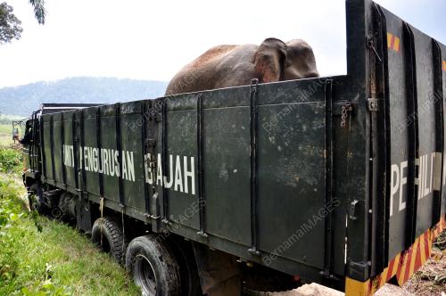 PK03_15052013_GAJAH_LIAR
