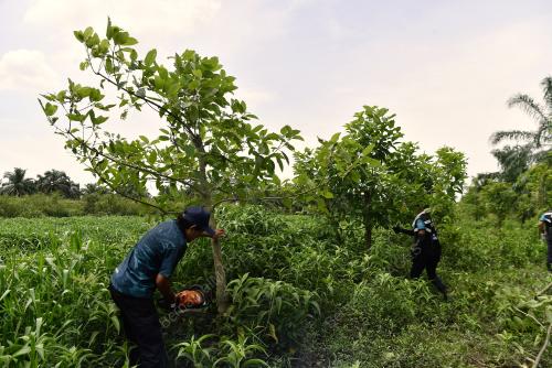 OPERASI BERSEPADU MUSNAH POKOK KETUM