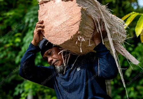 POKOK RUMBIA