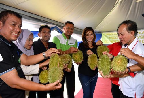 PK03_18112017_AU_DURIAN