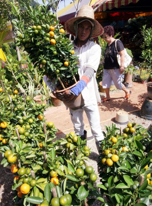 POKOK LIMAU PERAYAAN