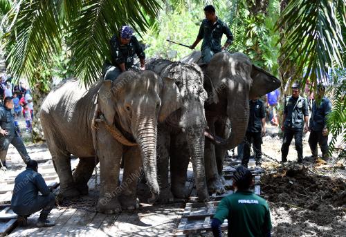 OPERASI PEMINDAHAN GAJAH LIAR