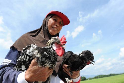 PK03_23072016_AYAM
