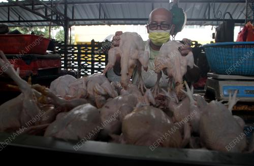 TINJAUAN AYAM