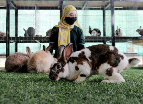 PRA PELANCARAN PETTING ZOO
