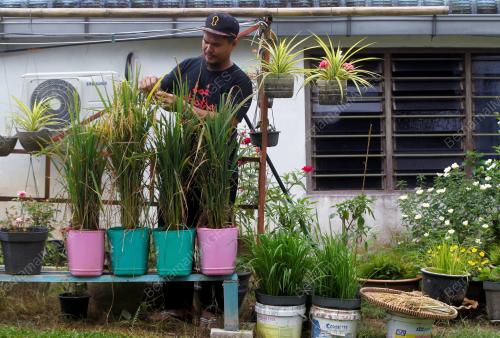 PENANAMAN PADI DI DALAM TONG CAT