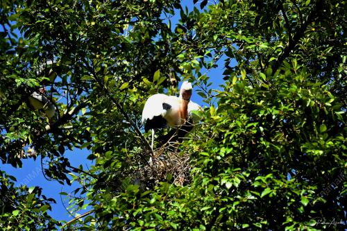 BURUNG BOTAK UPEH