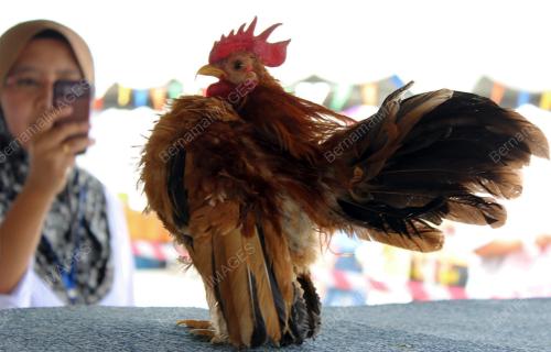 PK04_02062012_AYAM