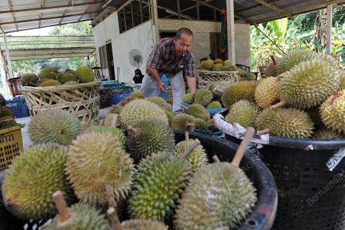 PK04_02072014_DURIAN
