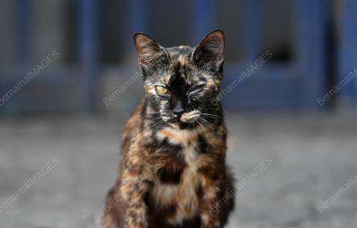 TINJAUAN KUCING JALANAN KETIKA PKP