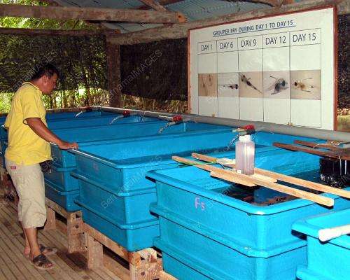 TERNAKAN IKAN GLOBAL HI-Q